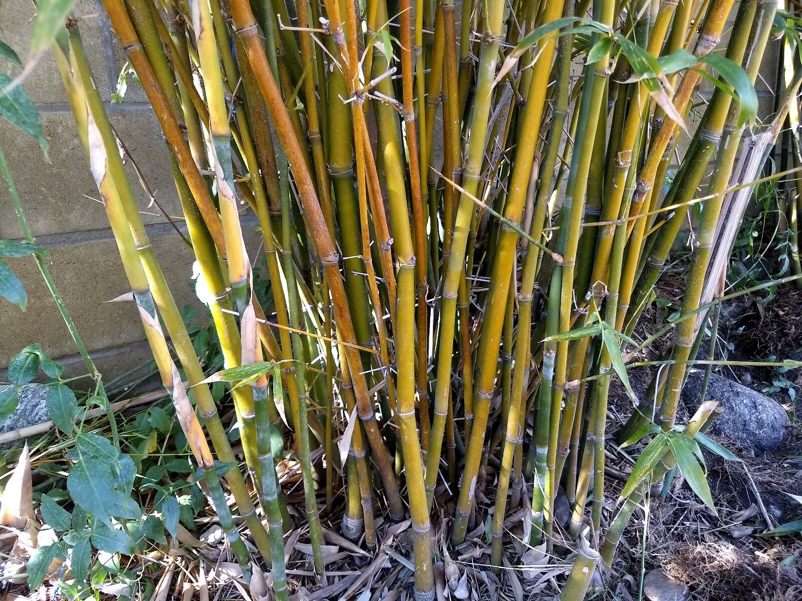 Bambusa Ventricosa*5-7 Gal. Clumping Bamboo*Non-Invasive*Privacy*Growing Season!