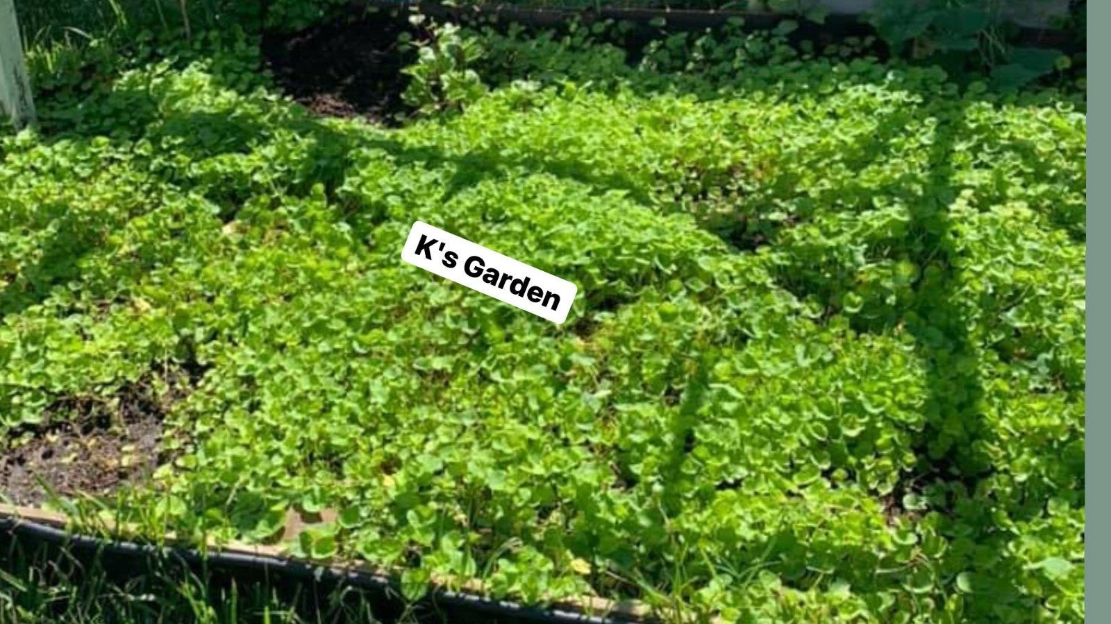 PENNYWORT , GOTU KOLA SEEDS (SMALL LEAF), HẠT RAU MÁ LÁ NHỎ |+200 PCS|