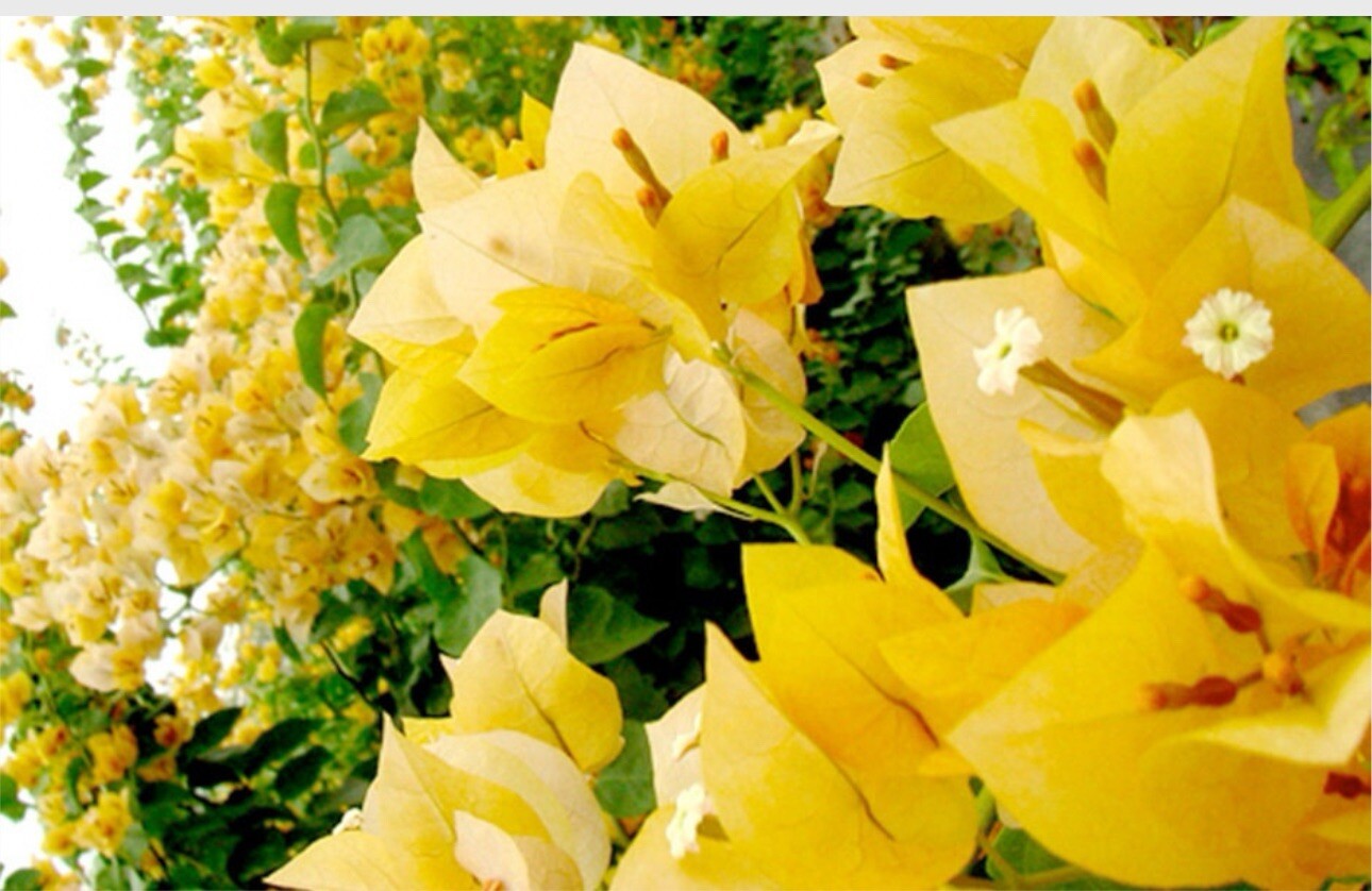 4” Pot of GOLD Live Rooted Bougainvillea Plant-Height & Fullness Varies