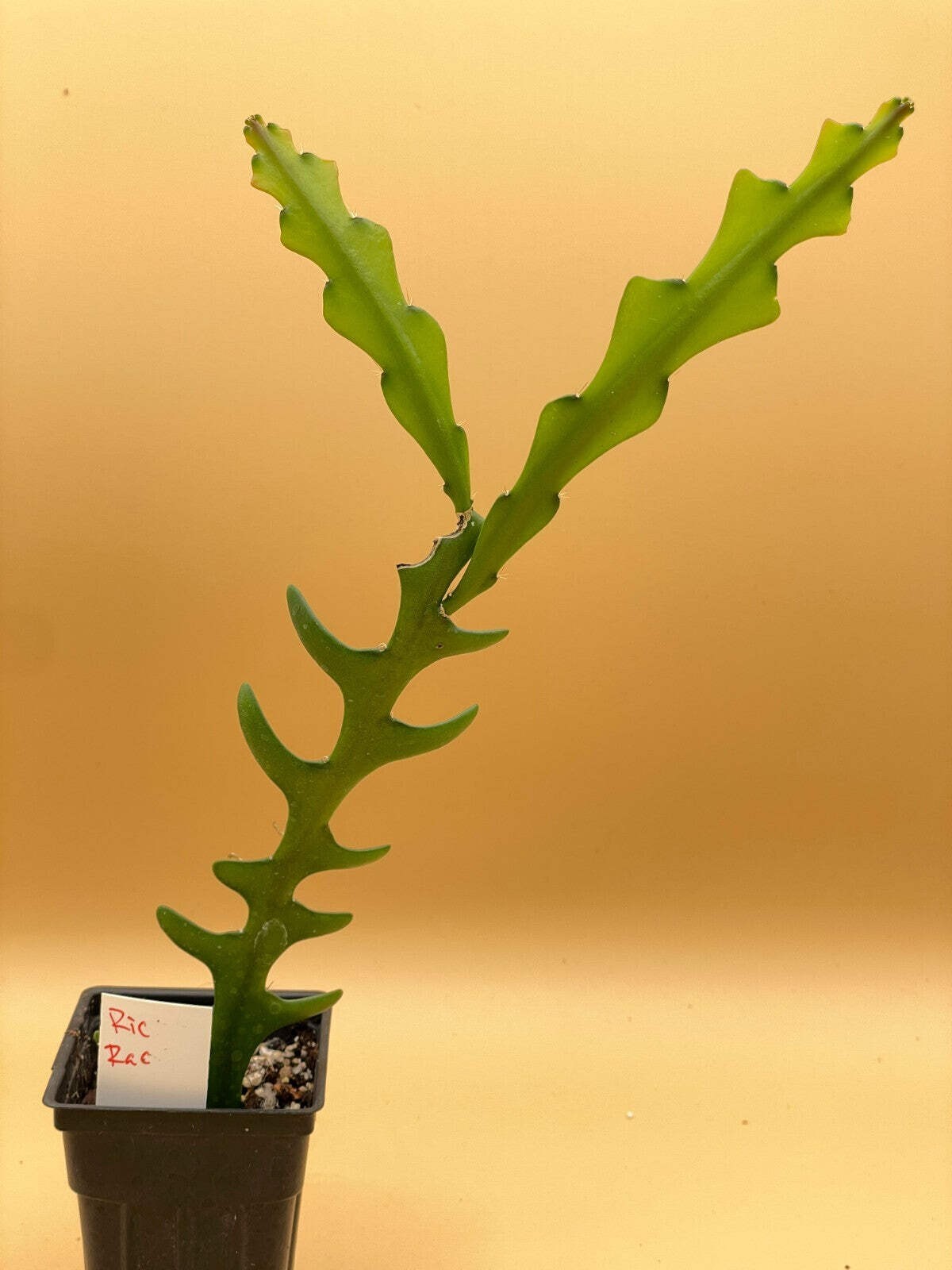 Ric-Rac Cactus – Selenicereus anthonyanus – Fully Rooted In 3″ Starter Pot