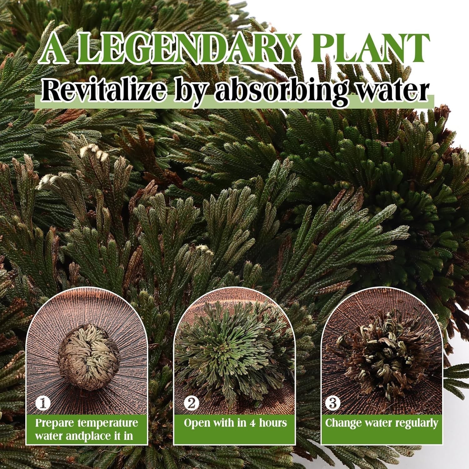 12 Pack Large Rose of Jericho Resurrection Plants for Home Decor
