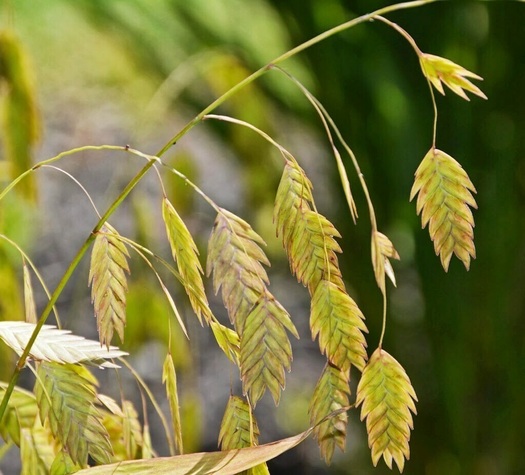 50+ seeds of organic Northern Sea Oats, ornamental grass Year Round Interest