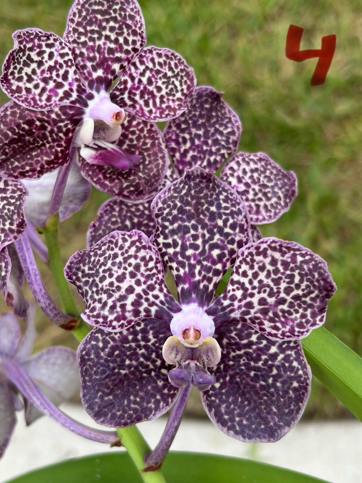 Vanda Mimi Palmer X Tubtim Thaispot Bs Orchid WILL HAVE VARIATIONS seed grown