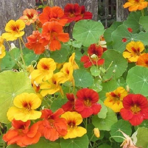 Premium Jewel Nasturtium Seeds. Heirloom. Non-GMO. Edible Flowers. Dwarf Mix.