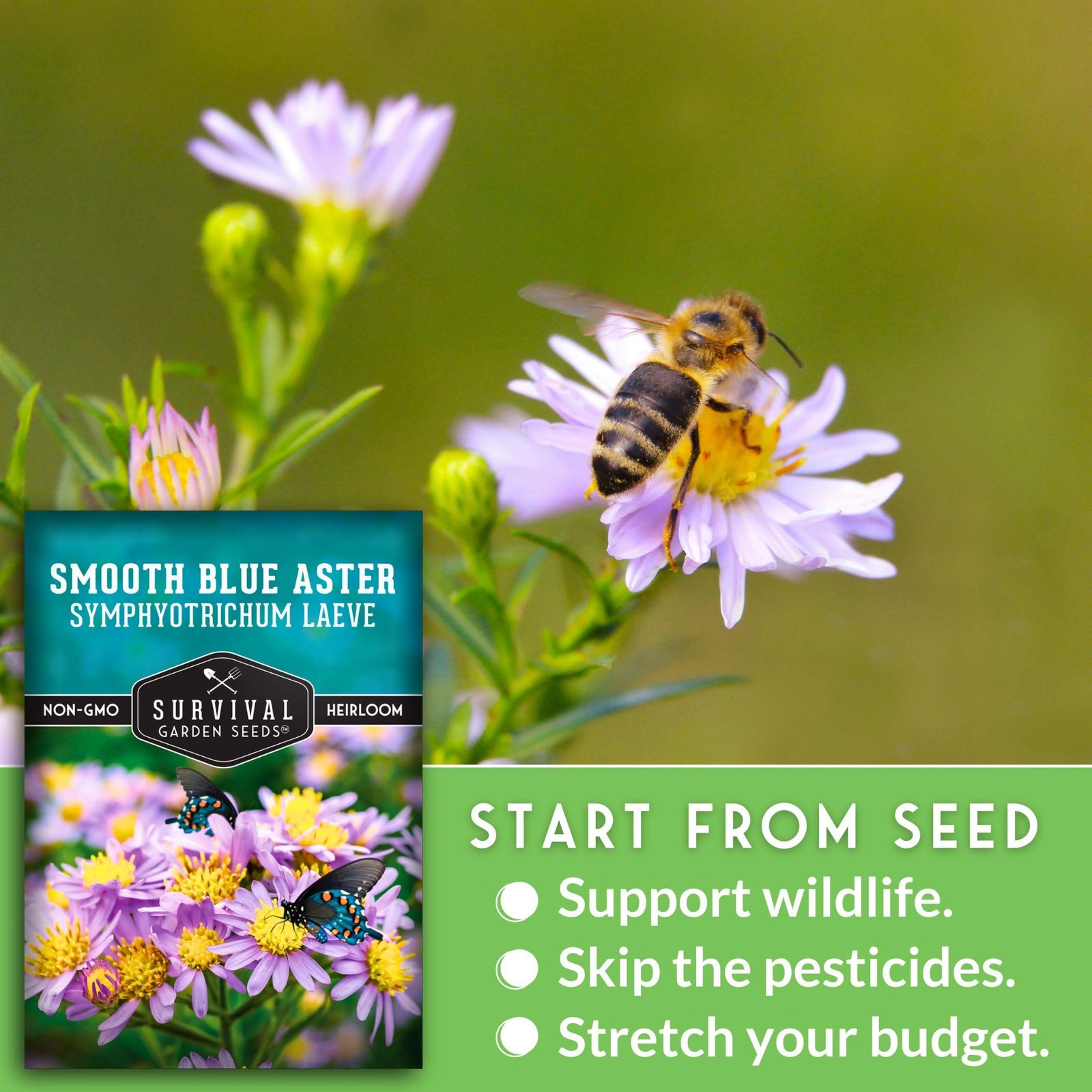 Smooth Blue Aster Seeds for Planting | Symphyotrichum laeve | Blue, Purple