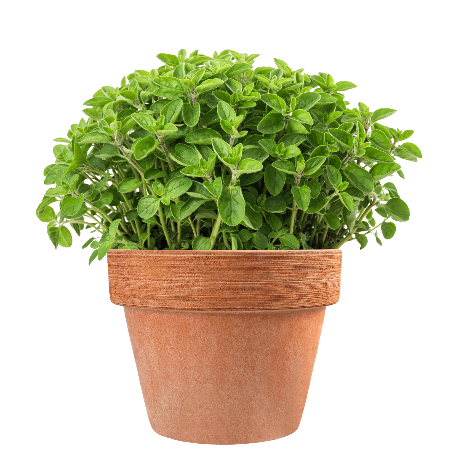 OREGANO GL 100 SEEDS