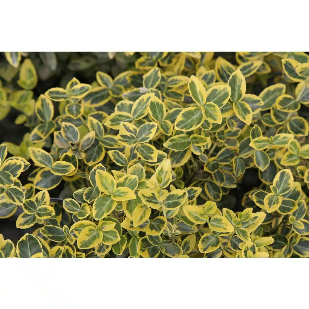 2.5 Qt. – Emerald and Gold Euonymus Live Shrub with Green and Yellow Folliage