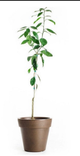California only!! Page Mandarin Tree 24-36″ tall, Grafted plant