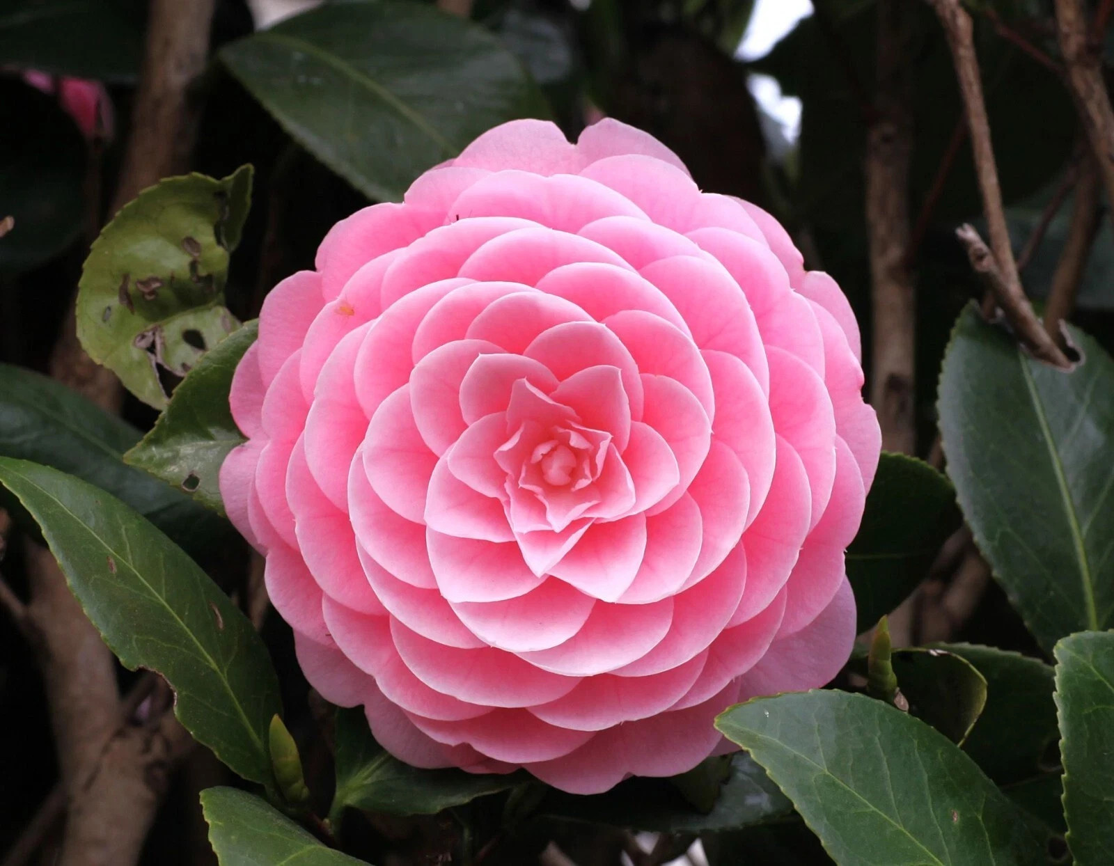 Otome~~Camellia Japonica-Live Starter Plant -Highly Variable Blooms!