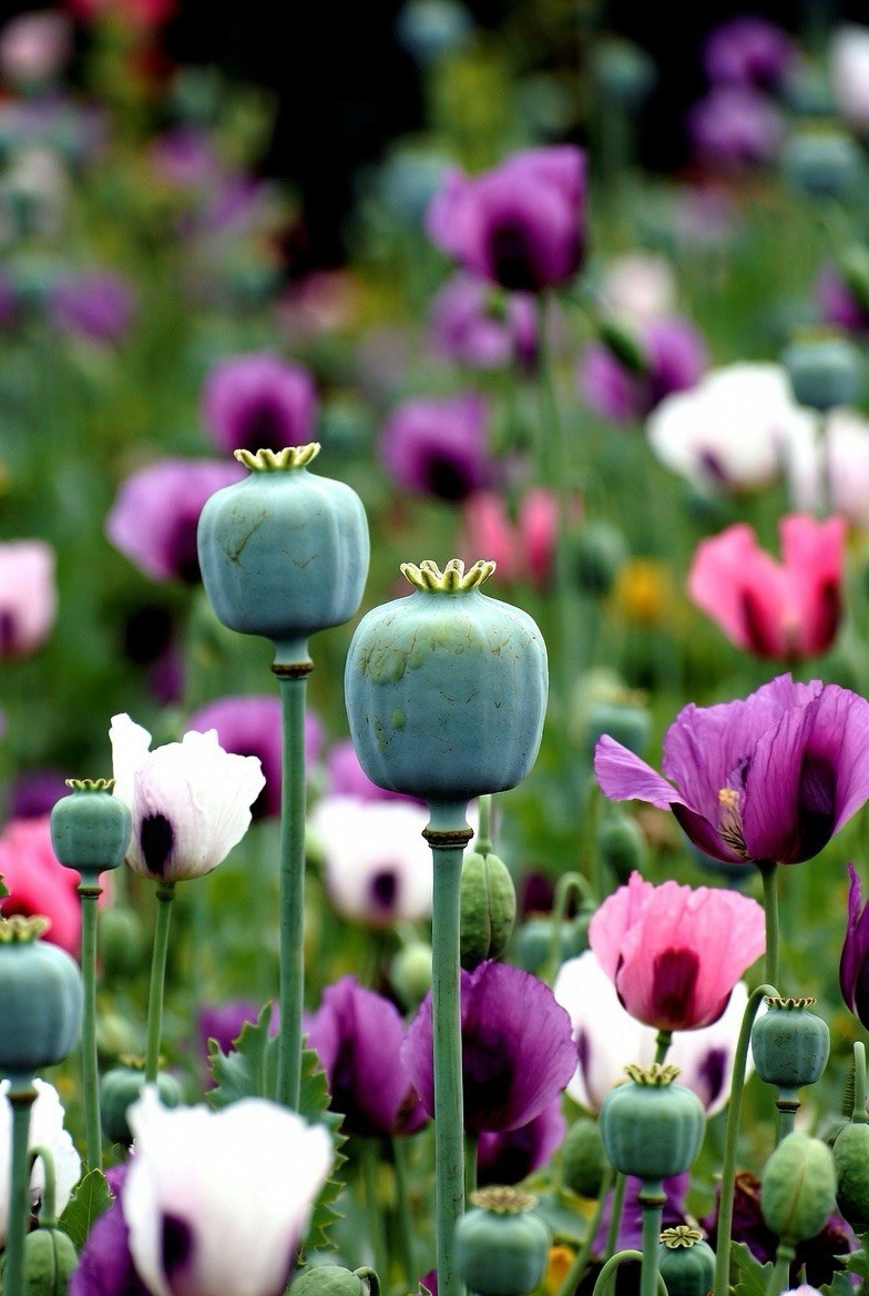 Poppy Blend – Mixed Colors Assorted – Papaver Somniferum – Variety Pack