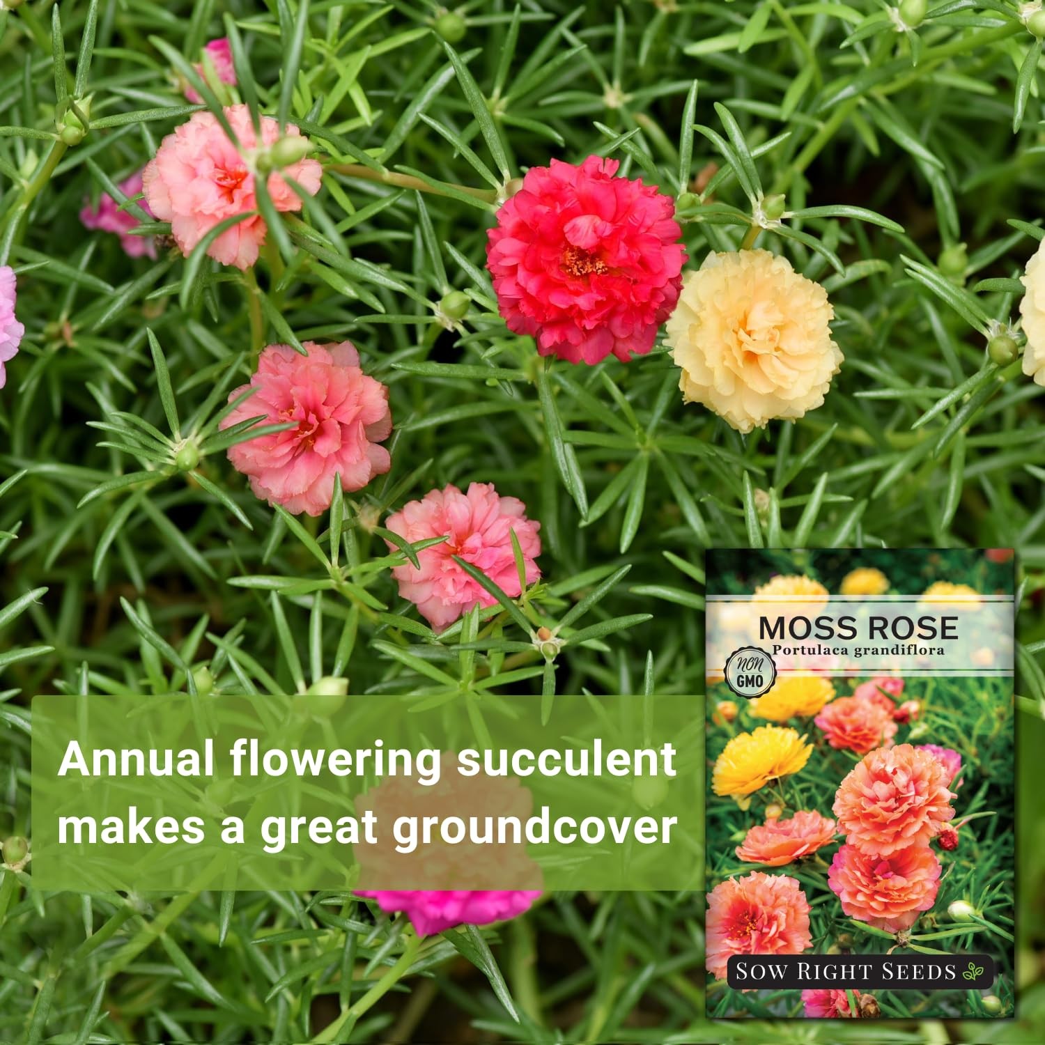 Sow Right Seeds – Moss Rose for Planting – Portulaca Grandiflora Mix