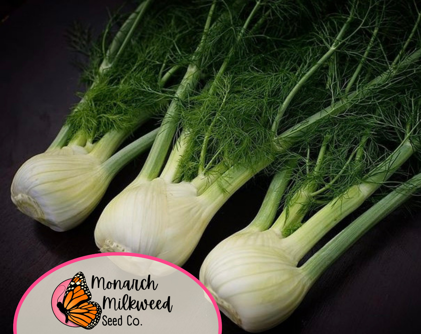 950+ Fennel Seeds ‘Florence’ | Heirloom, Non-GMO, Vegetable Gardening Seed, USA