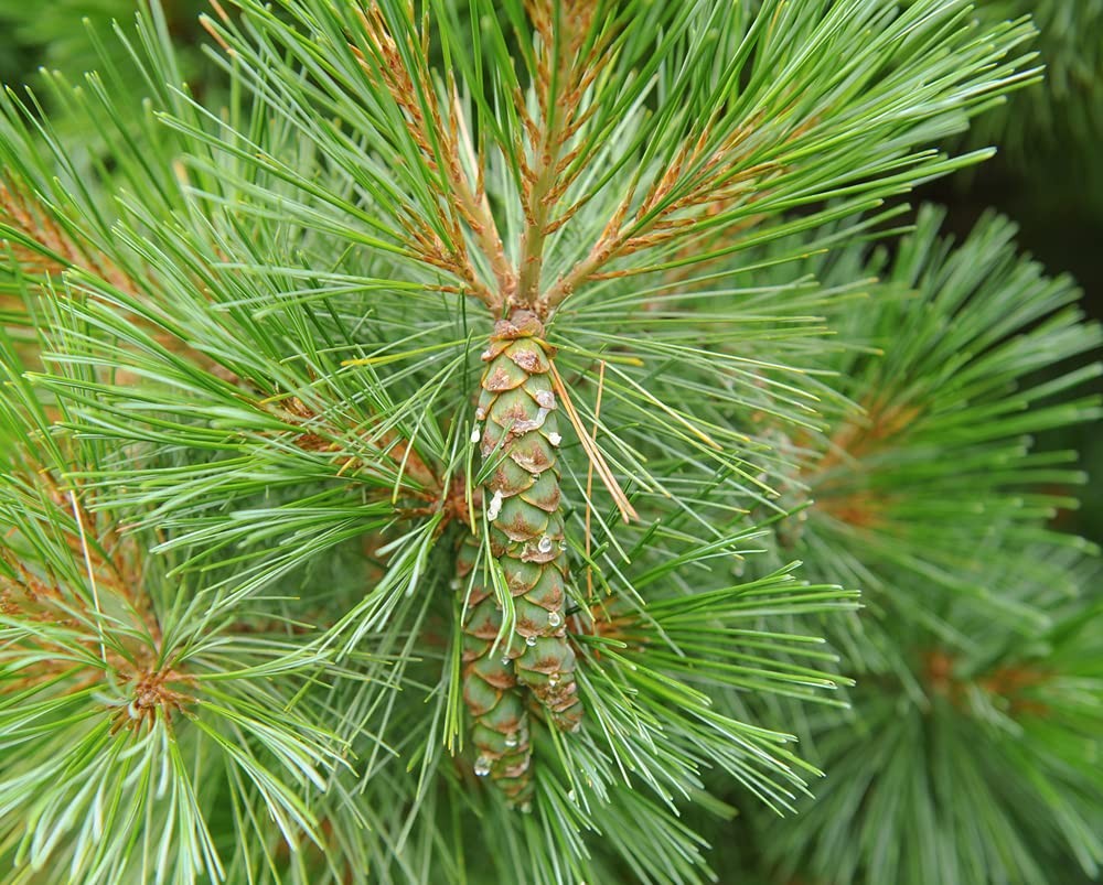 50 White Pine Tree Seeds
