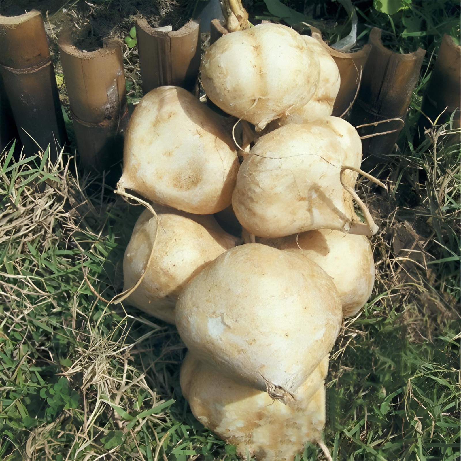 Thai Jicama Seeds, Chinese Potato, Singu Bean, ~~~ 20 seeds