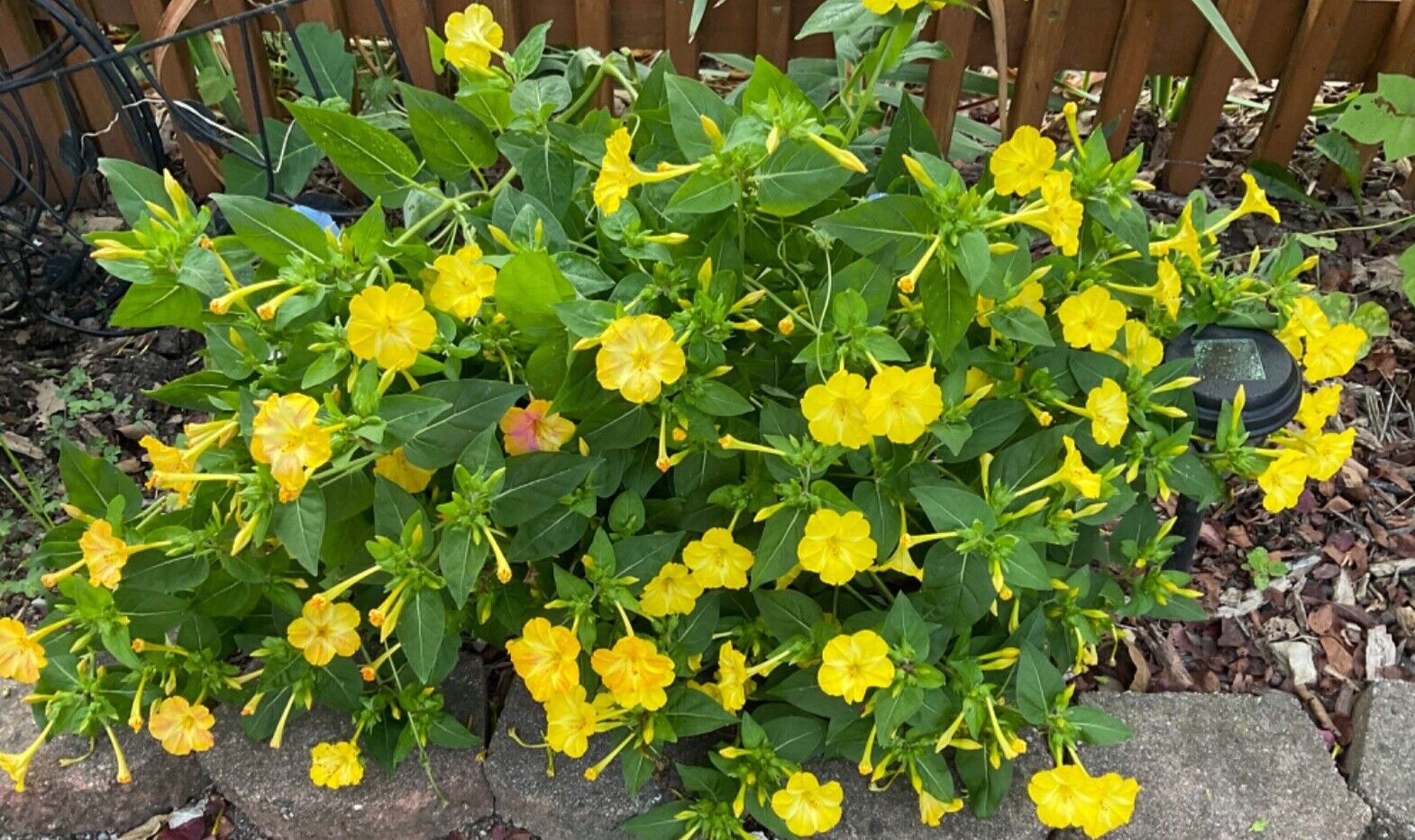 4 oclock seeds 50 Count* yellow with some red mixed in .