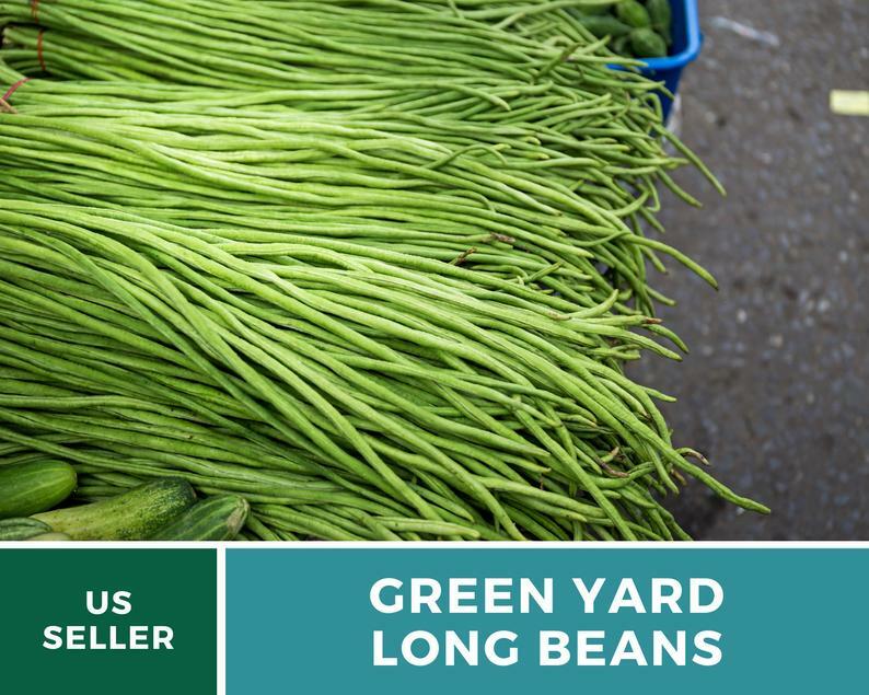 Bean, Yard Long Green – 15 Seeds, Pole, Heirloom Vegetable (Vigna unguiculata)