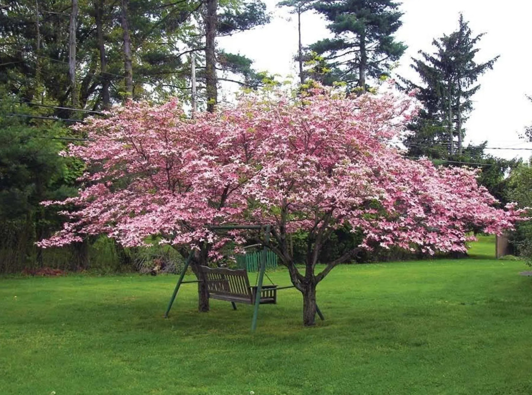 Pink Dogwood – Live Tree in Quart Pot (10–18″ Tall)