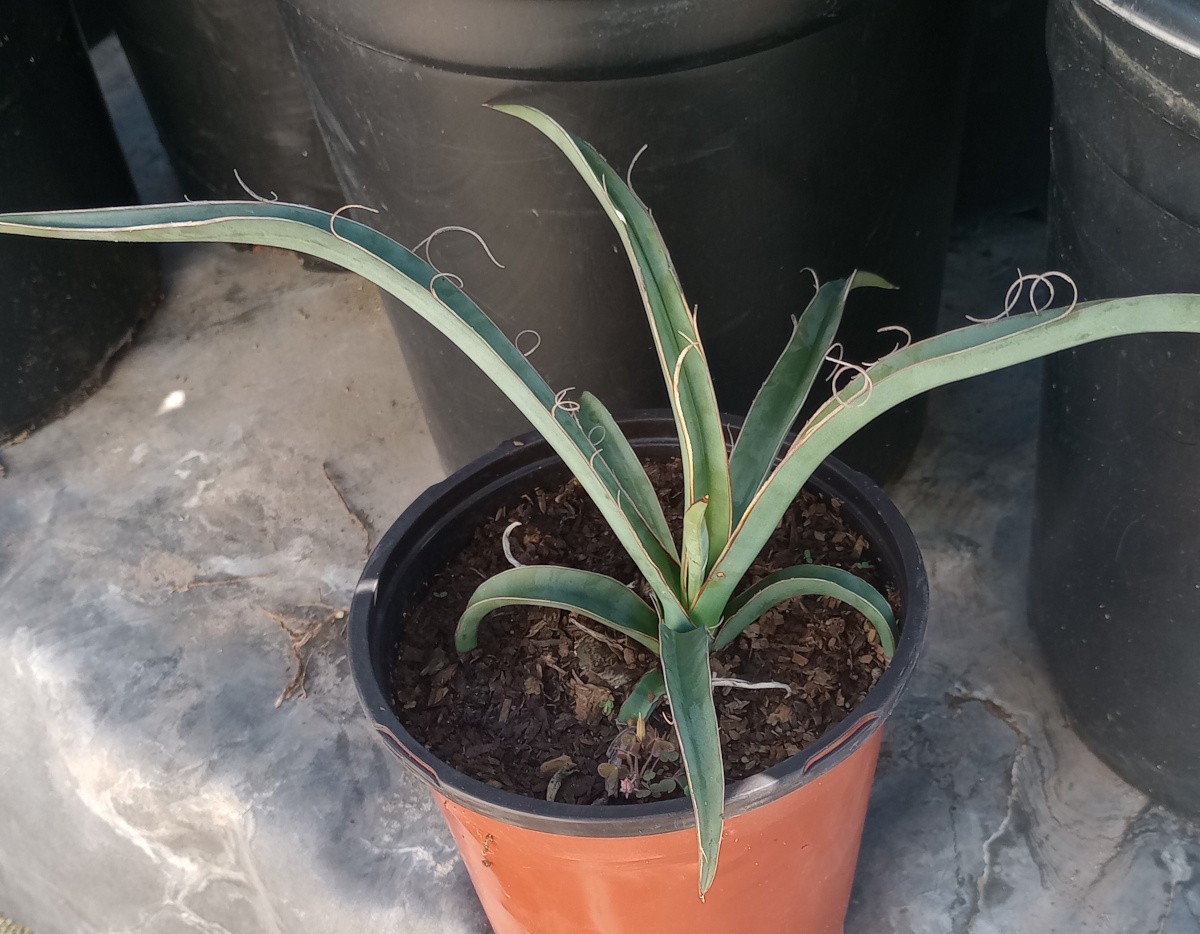 Yucca schidigera Trunk Green Flexible Leaves Cold Hardy to 10F Great Flowers 16