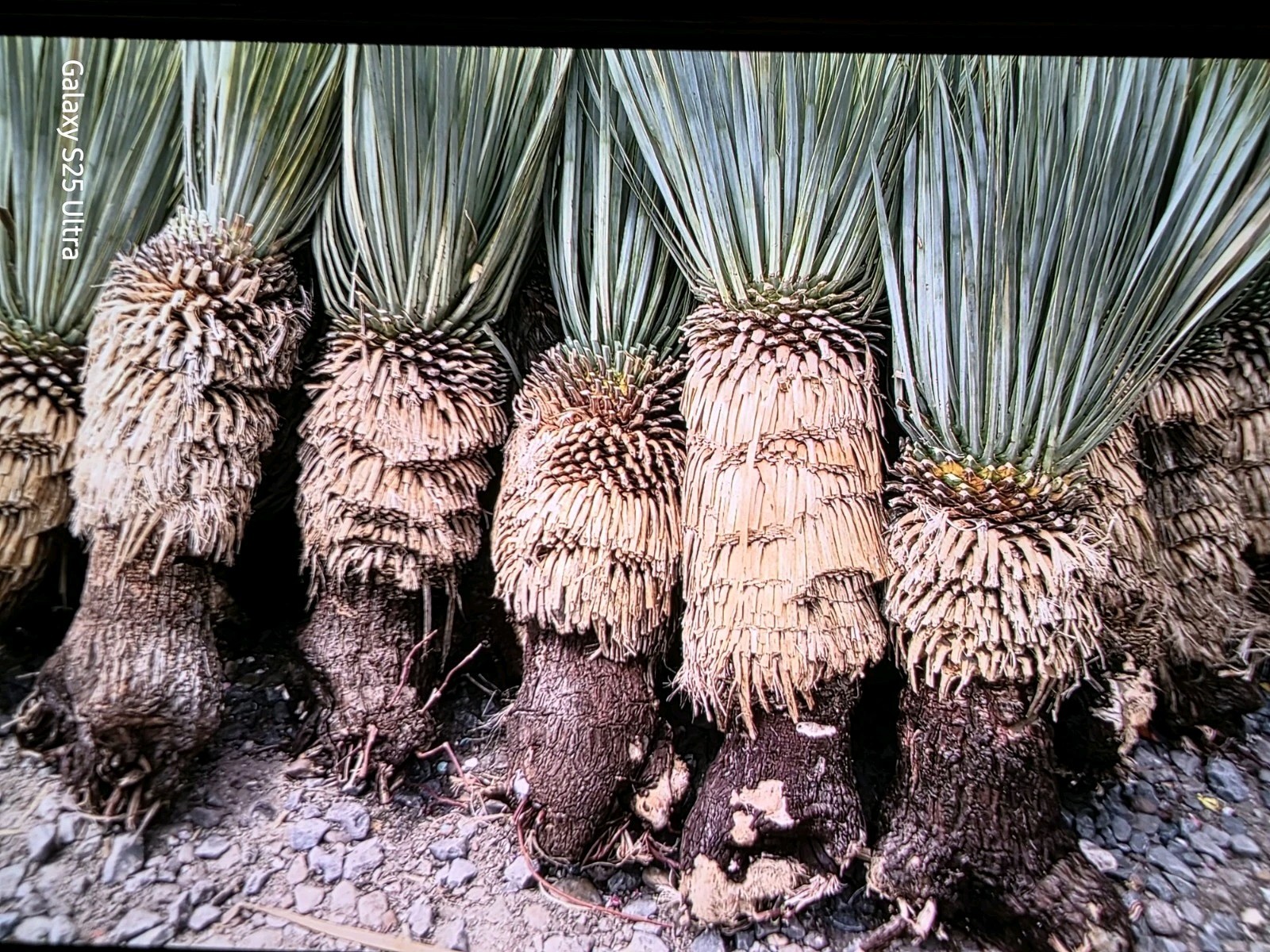 Yucca Rostrata 18 To 24″ Tall Cold Hardy Drought Tolerant Full Sun Nice!!