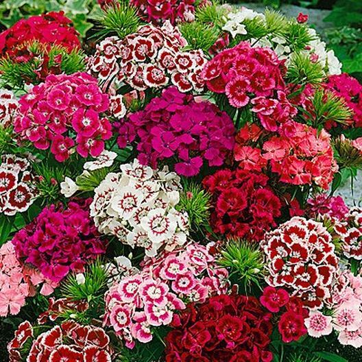 Sweet William Dianthus INDIAN CARPET DWARF Mix B-iColored Non-GMO USA 200 Seeds!