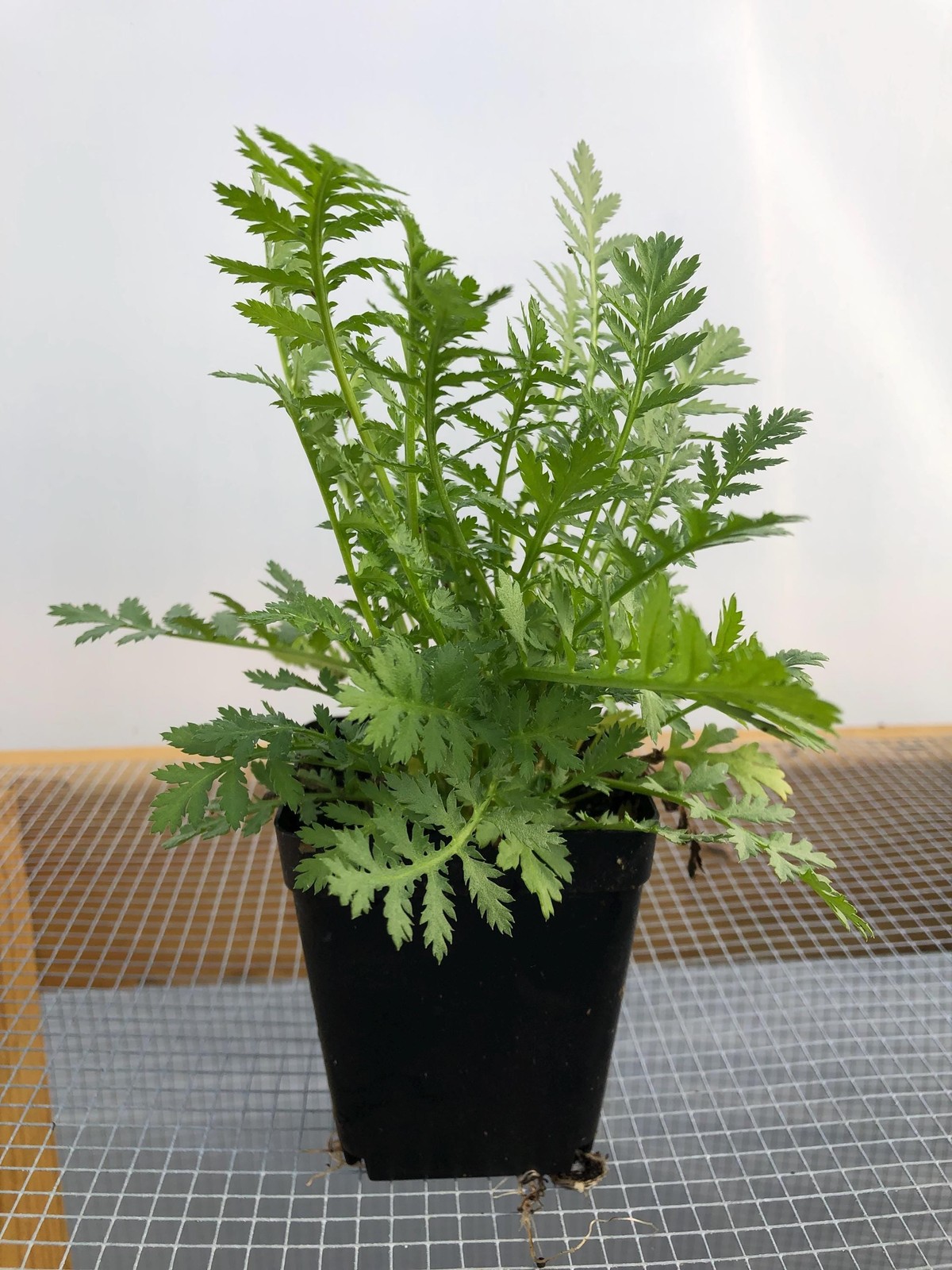 Tansy Live Flower Plants – Seedlings/Plugs- 4″- 12″ tall – 30-50 days old