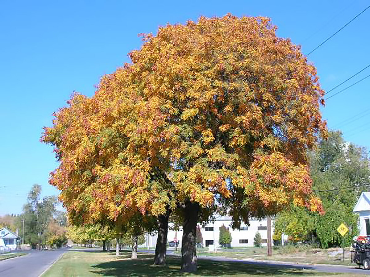 Golden Raintree, Koelreuteria paniculata, Tree Seeds