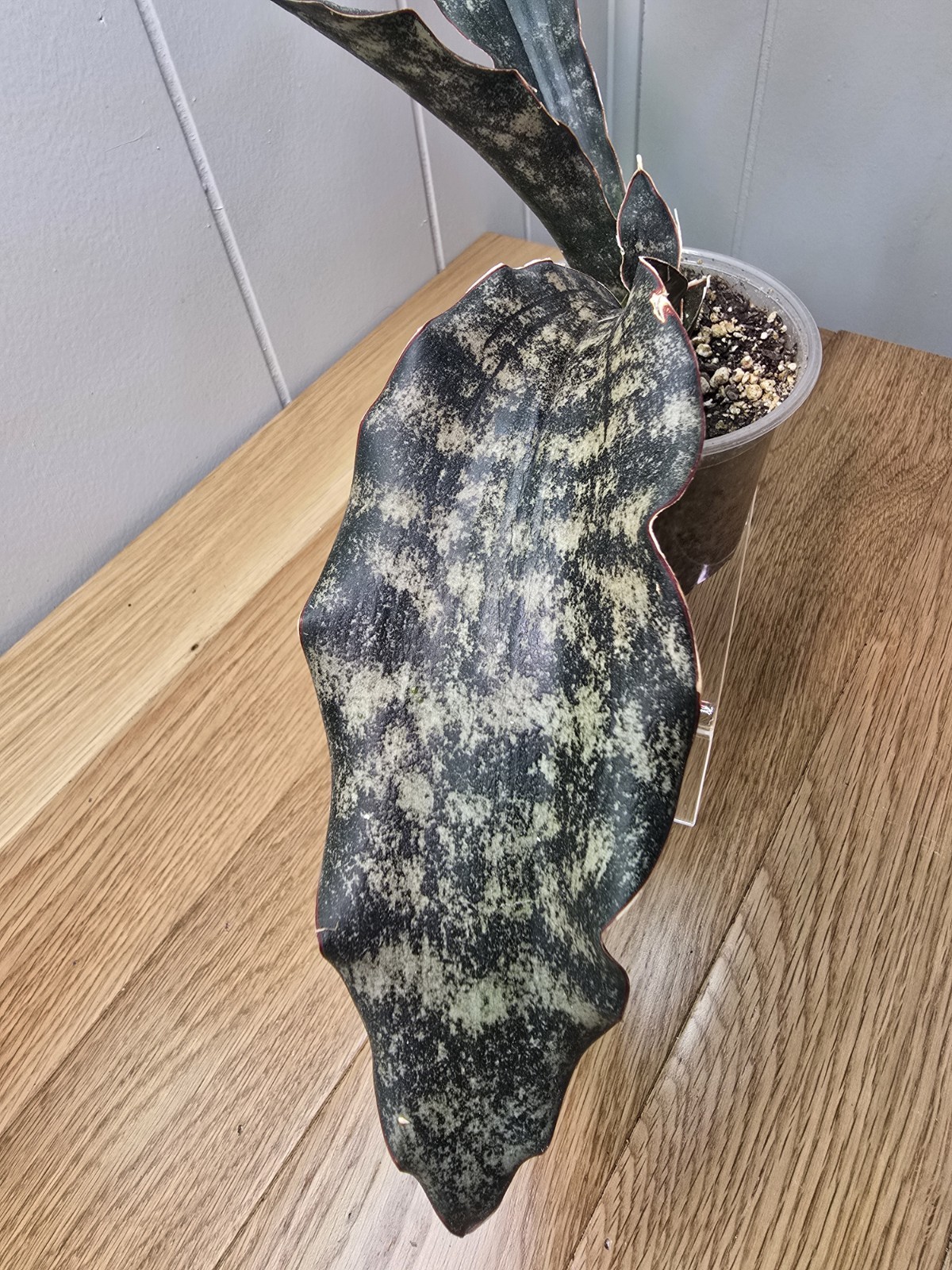 RARE!! HUGE!! Dracaena Pethera var. Sansevieria “Coppertone” Snake Plant 4″ Pot