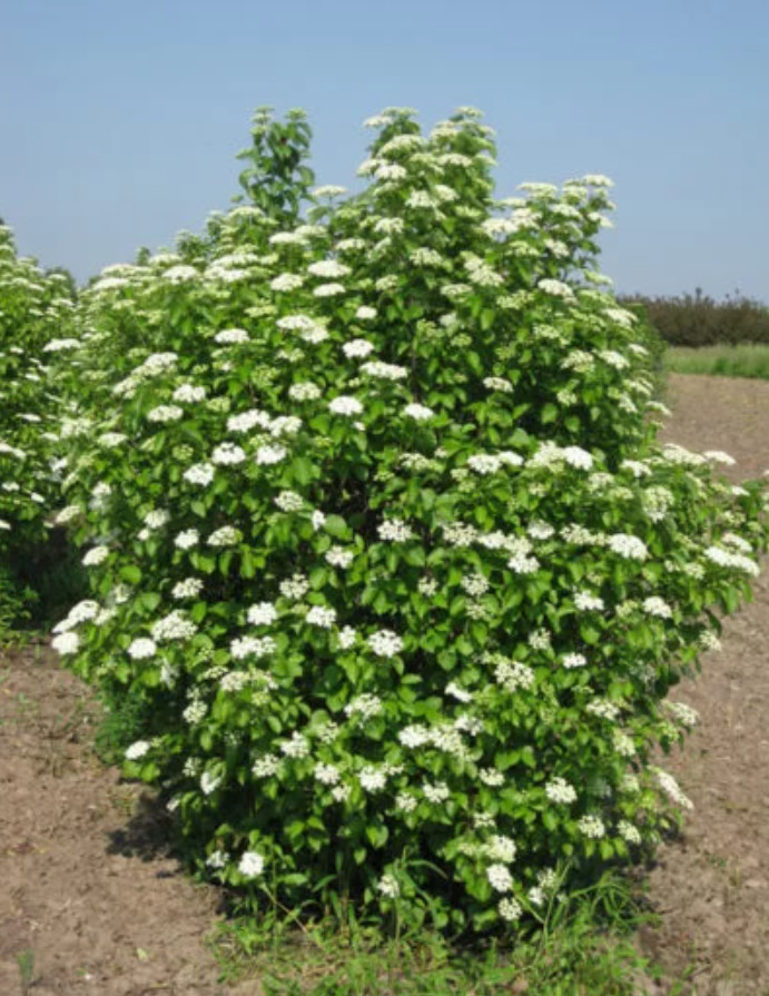 Chicago Lustre Viburnum Shrub – Live Plant in 2.5-Inch Pot (10–18″ Tall)