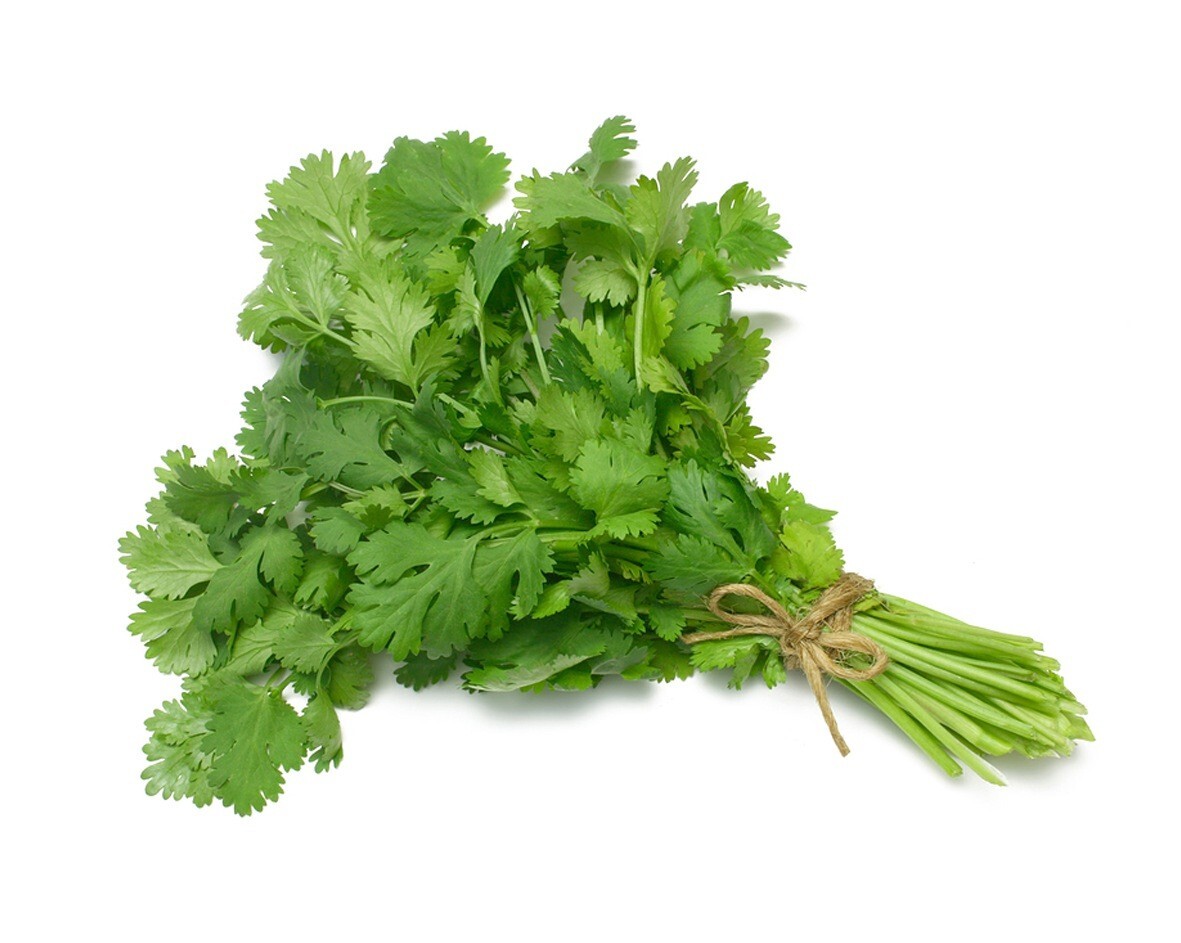 Cilantro Microgreen Seeds | Non-GMO Coriander Seeds Bulk USA Free Shipping