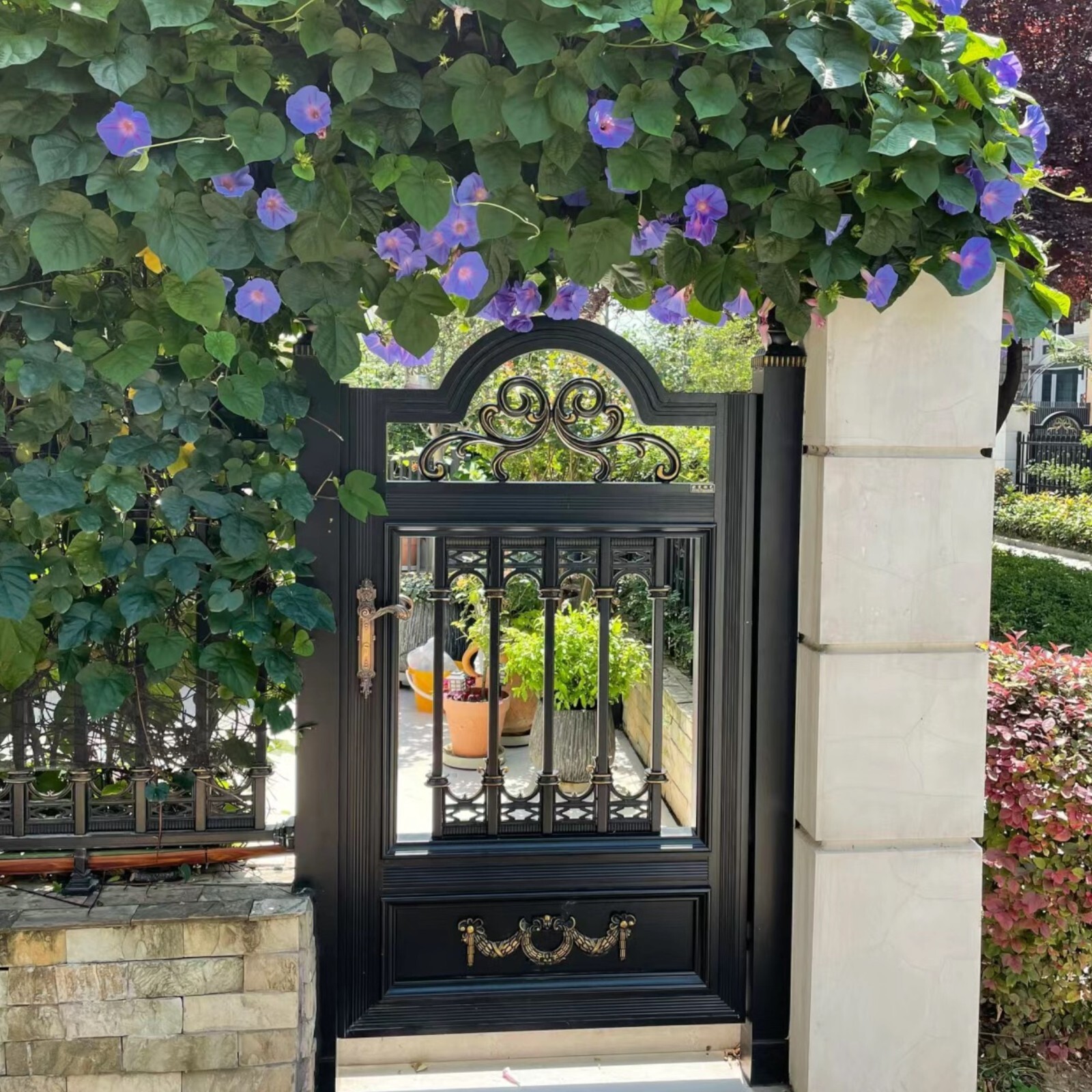 100pcs Morning Glory Seeds – Beautiful Perennial Climbing Flowers for Your Garde