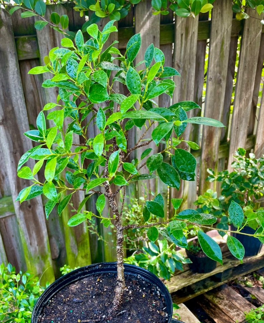 Tigerbark Ficus Bonsai Tree aerial roots 5 years Ariel /Fat trunk
