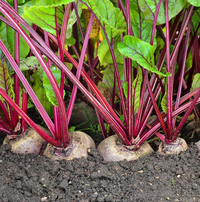 Detroit Dark Red Beet Seeds | Blood Turnip Mangel Harvard Vegetable Seed 2024