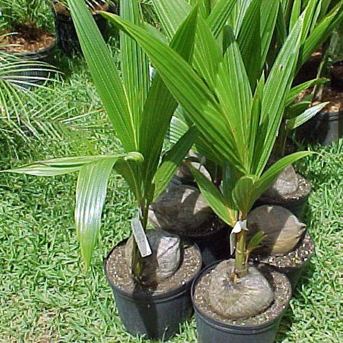 LIVE XL COCONUT PLANT Green Dwarf 1 – 3 Foot Cocos nucifera palm edible fruit