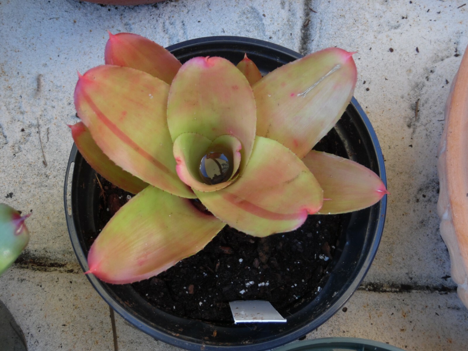 Neoregelia MYSTERY 1 Bromeliad one tropical plant *MEDIUM* ***SALE***