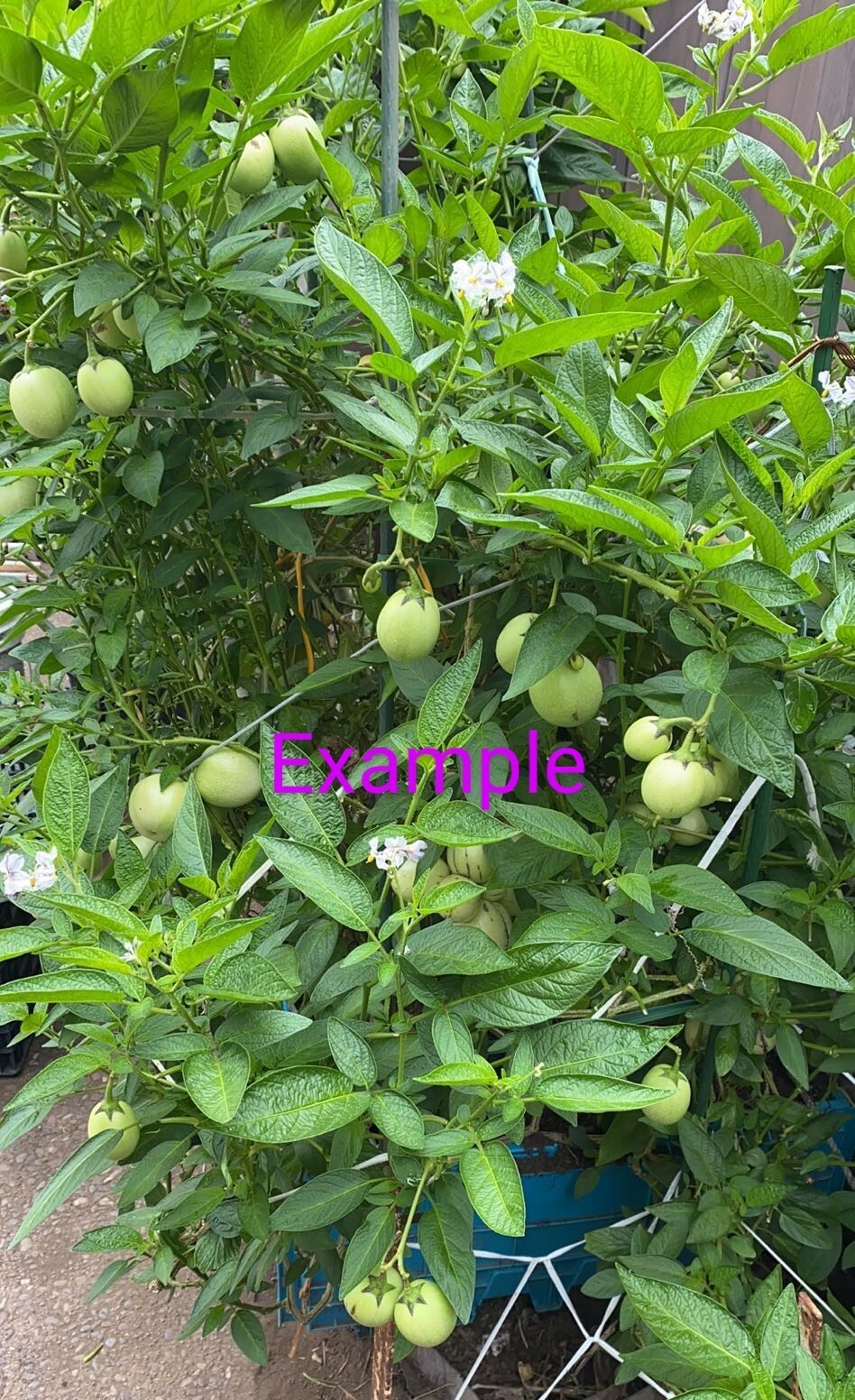 Solanum muricatum aka Pepino Melon Garden Melon Pear Sweet Cucumber 1 Live Plant
