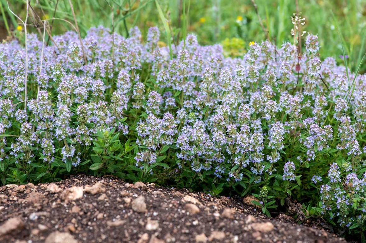 2 Live English Thyme Plants – 3–6″ Tall – Aromatic Culinary Herb – Ships No Pot