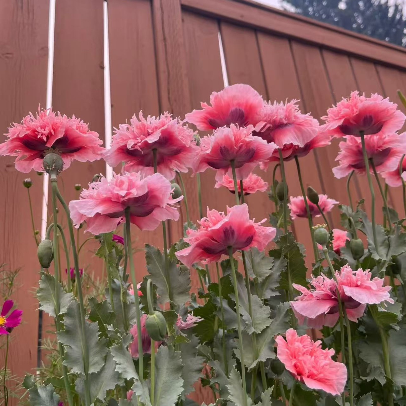 1000 Pink & White Bicolor Poppy Seeds – Rare Heirloom Papaver for Garden