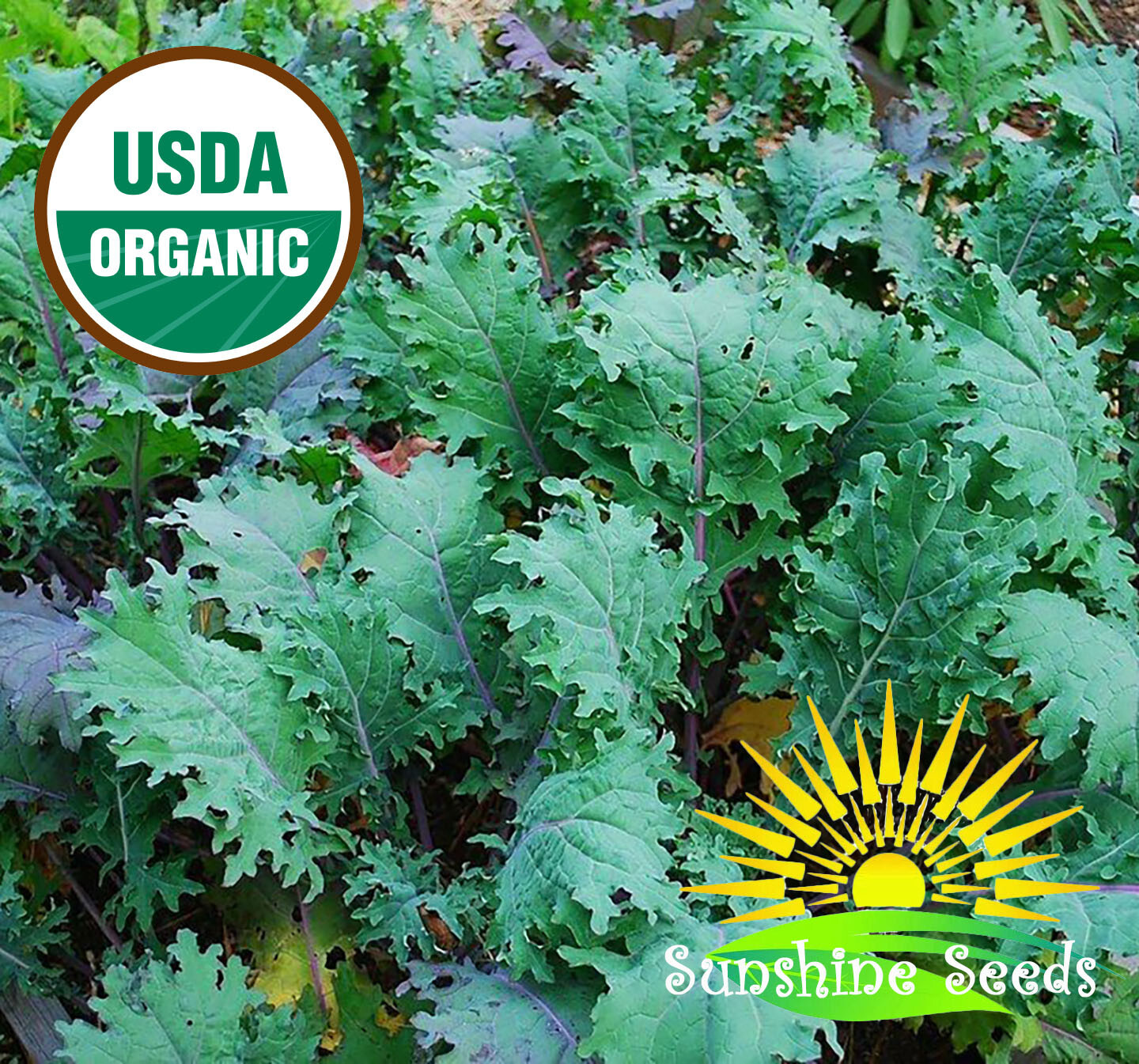 Red Russian Kale Seeds (200) / ORGANIC / FLORIDA GROWN / HEIRLOOM