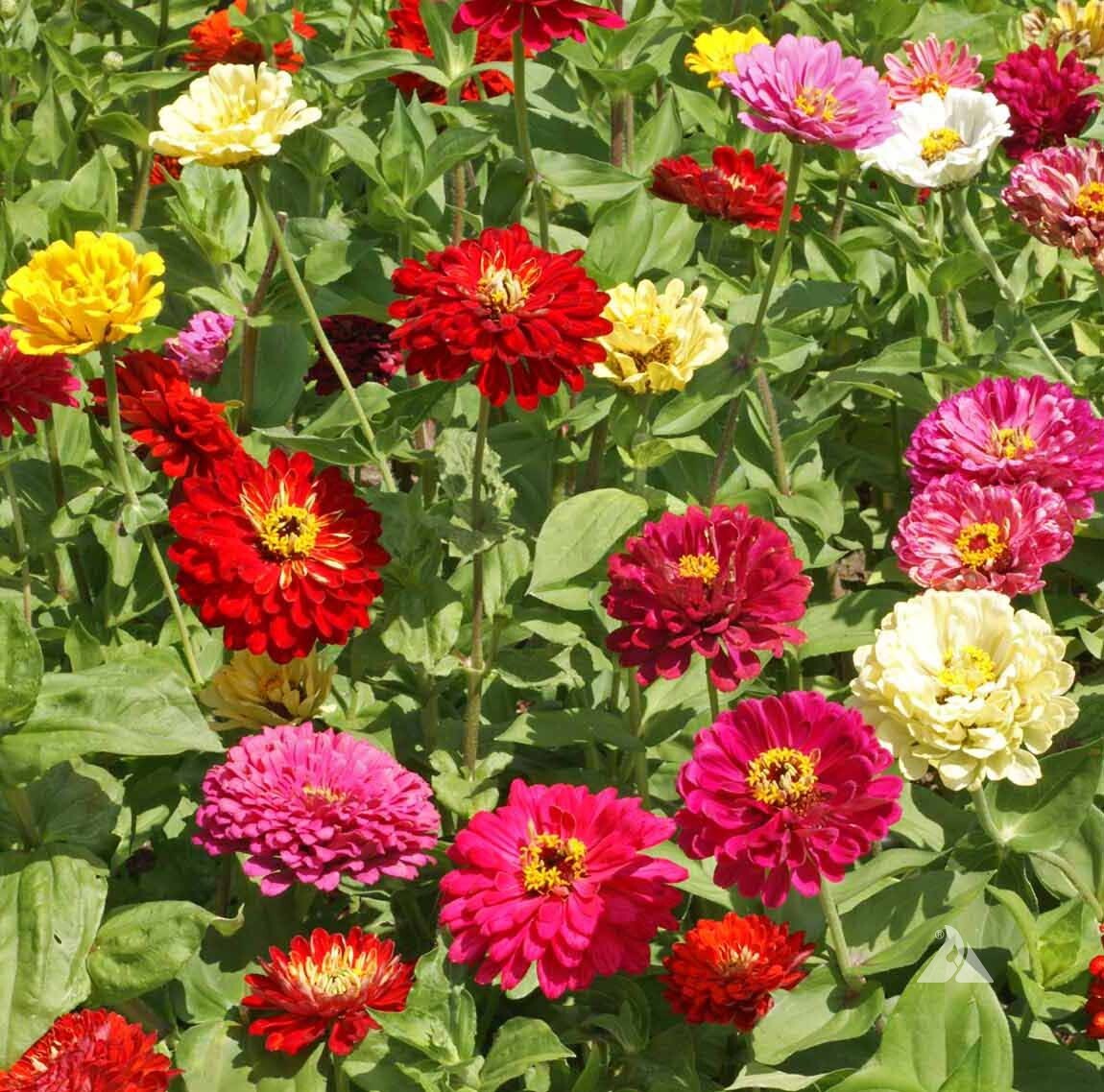 State Fair Zinnia Seeds 100+ Flower Elegans Annual MIXED USA SELLER FREE S&H