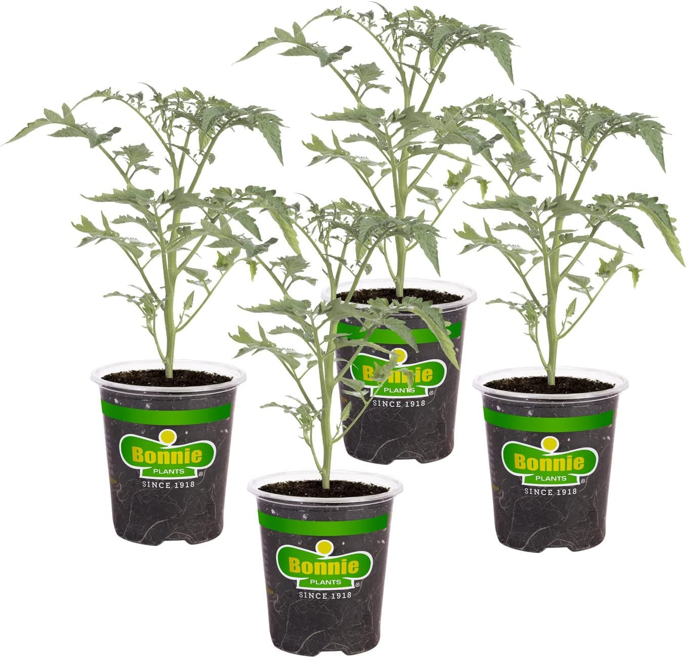Black Cherry Tomato, 19.3 Oz., 4-Pack, Live Plants