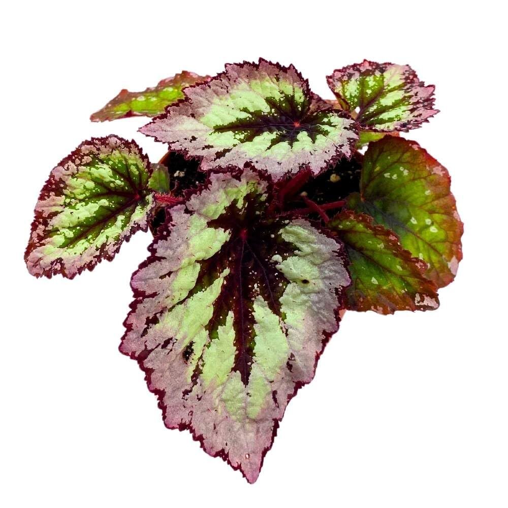 Harmony’s Fire Woman Begonia Rex, 4 inch Thick White Band, Light Purple Black Ce