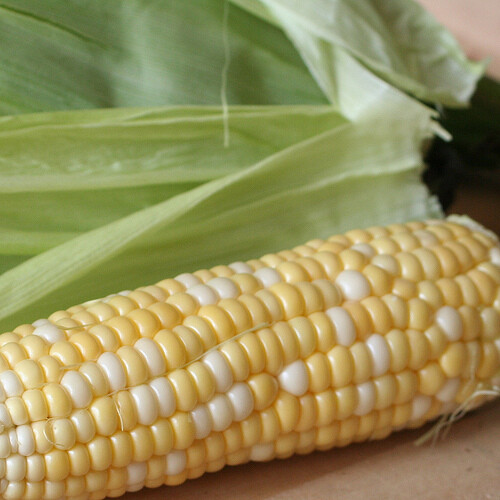 Peaches & Cream Corn Seeds | 25 – 2,500 Seeds Hybrid Bicolor Sweet Non-GMO 1108