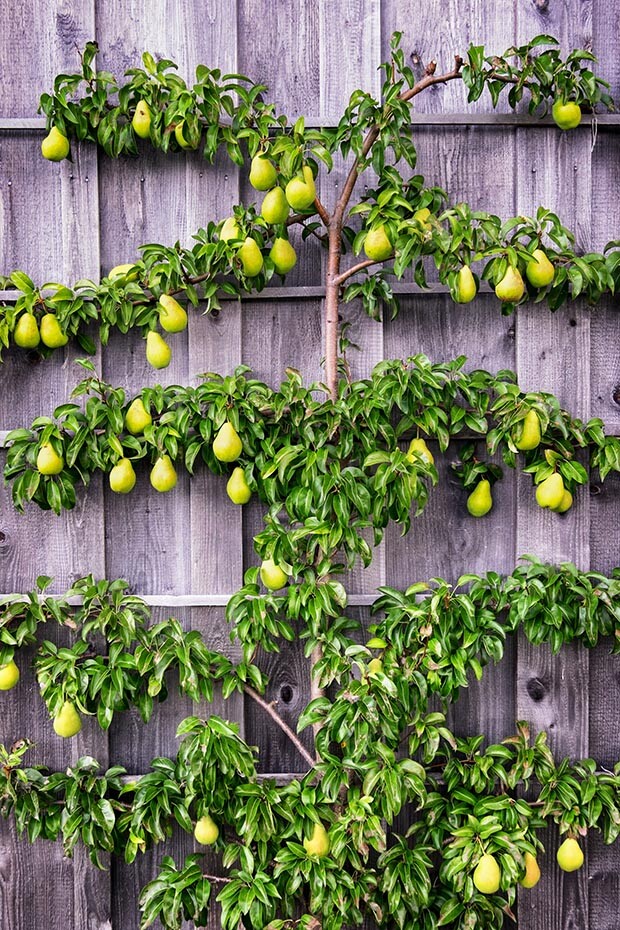 6+3 Giant Fruit Bartlett pear tree cuttings scions Great producer delicious