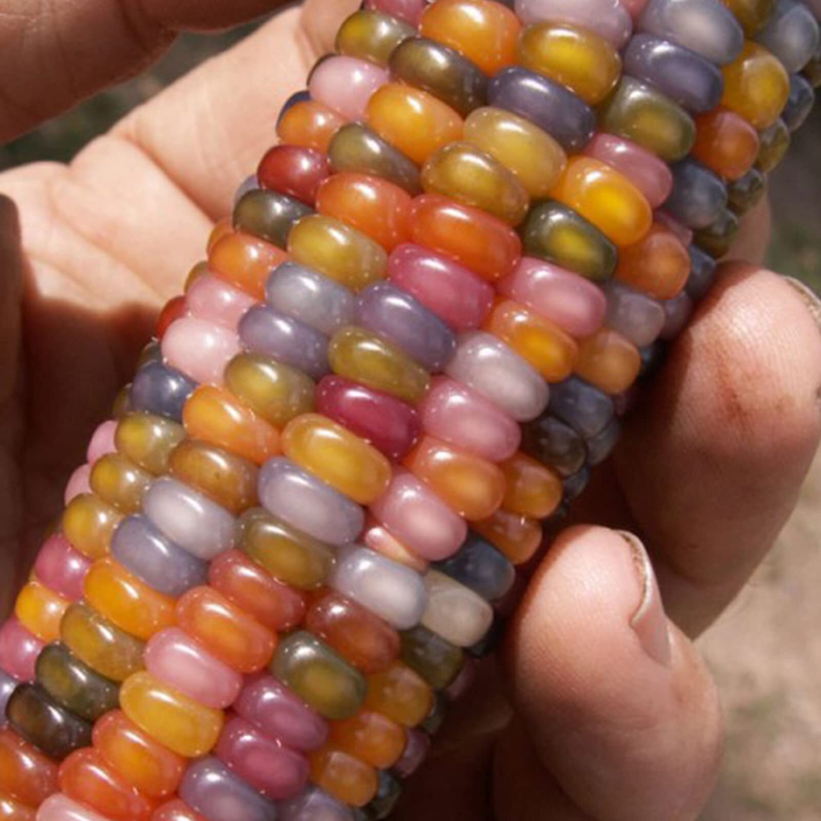 250+Glass Gem Corn Seeds for Planting Vegetables and Fruits,Heirloom Seeds Non G