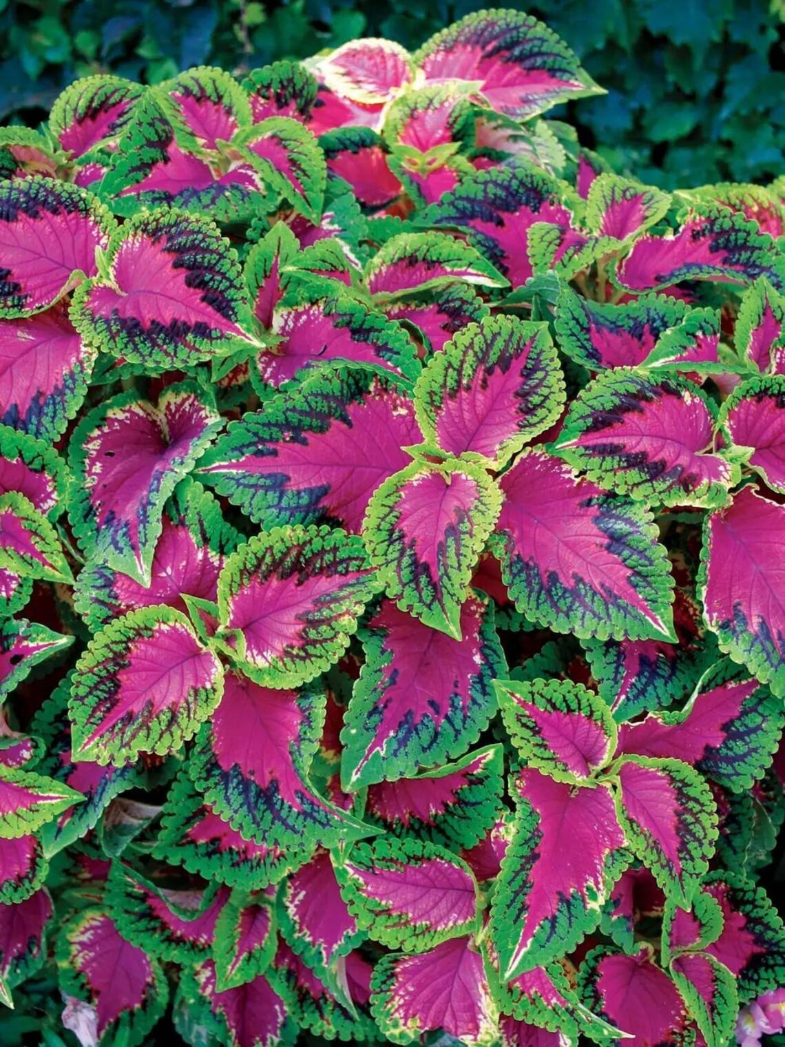 20PCS Coleus Seeds , Coleus Watermelon Part shade favorite