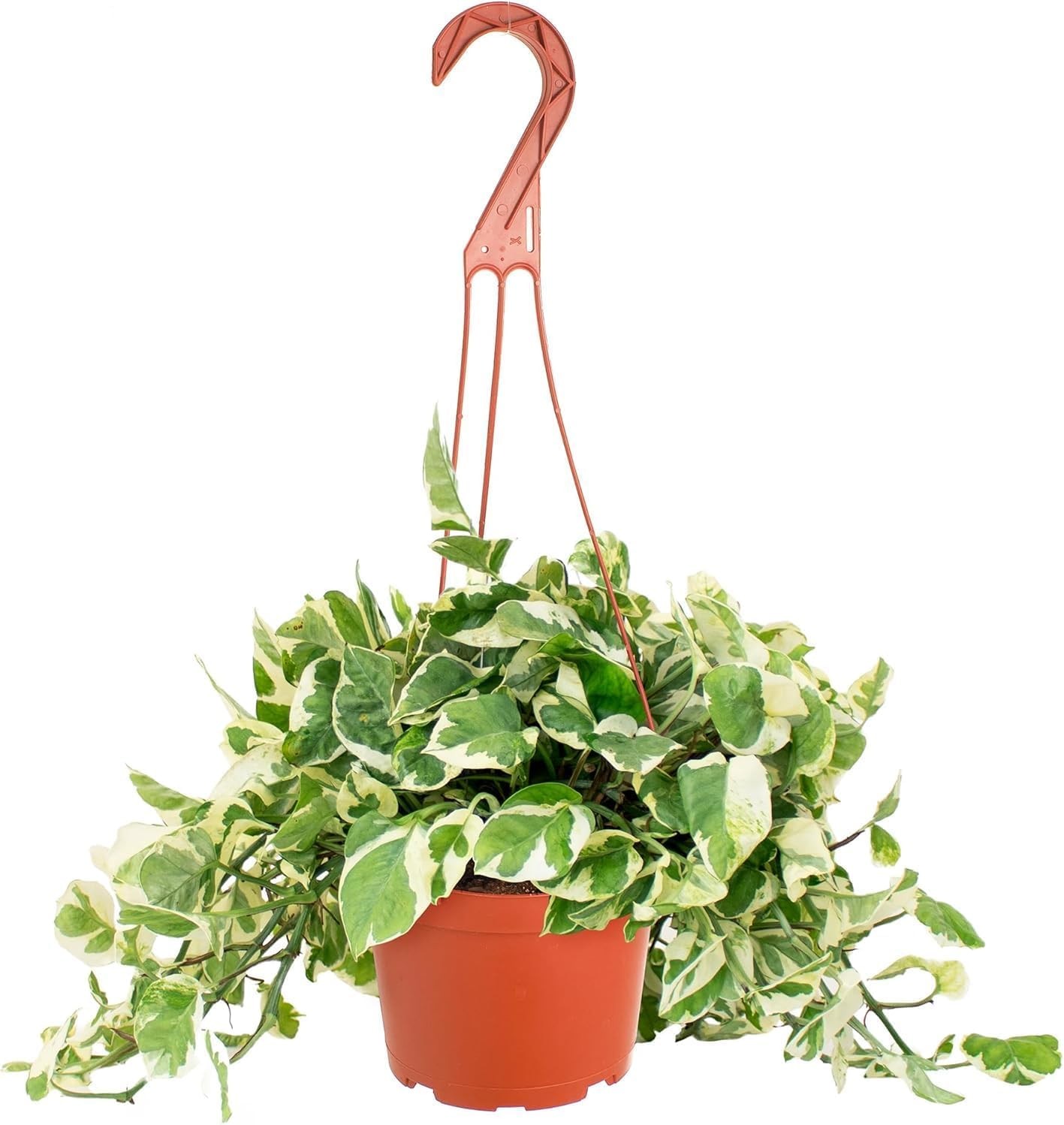 Live Pothos N Joy Plant Low Maintenance Indoor Houseplant in 6″ Pot
