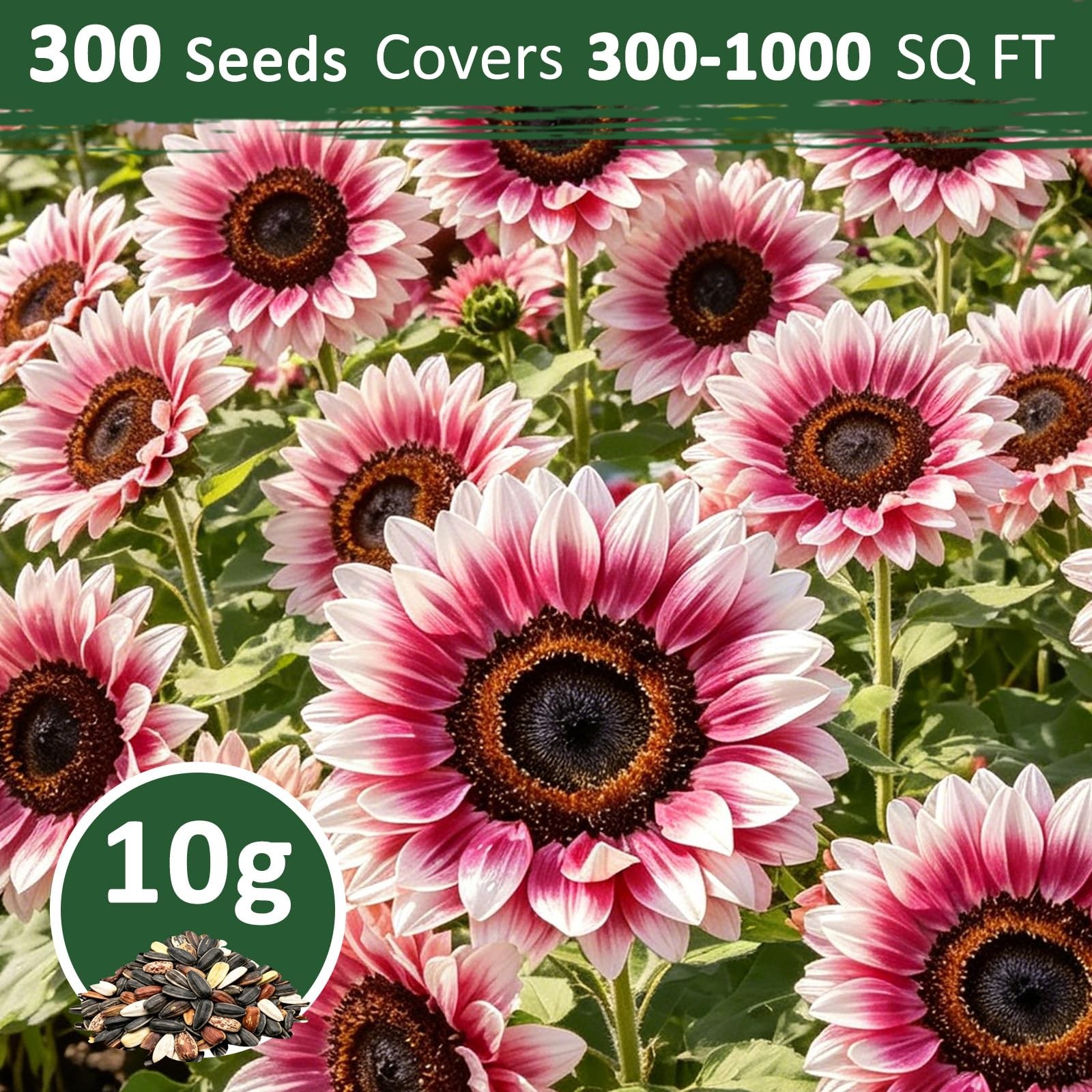 300+ Strawberry Pink Sunflower Seeds for Easy Garden Planting & Landscaping
