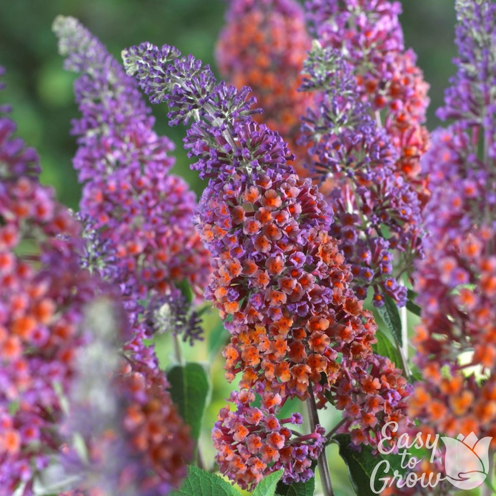 Buddleia Butterfly Bush Bicolor 1 Potted Plant Rooted in Quart Pot, Easy to Grow