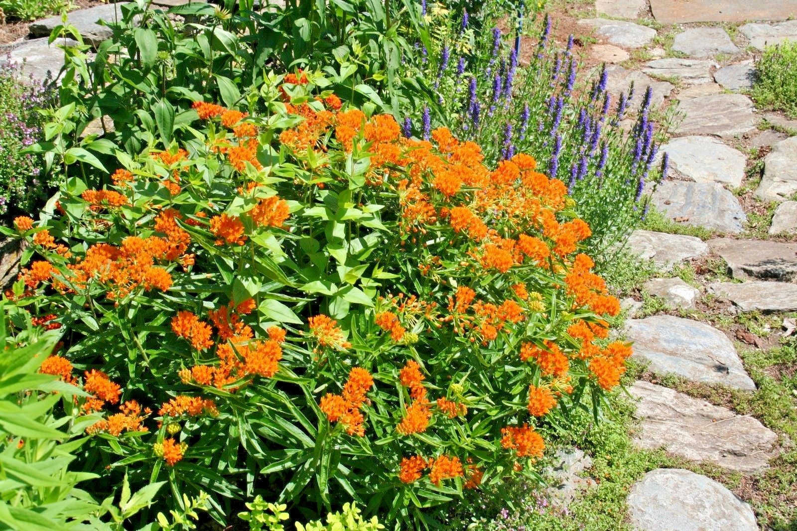 51+ORANGE BUTTERFLY Weed Seeds Native Wildflower Container Garden Heat Cold Easy