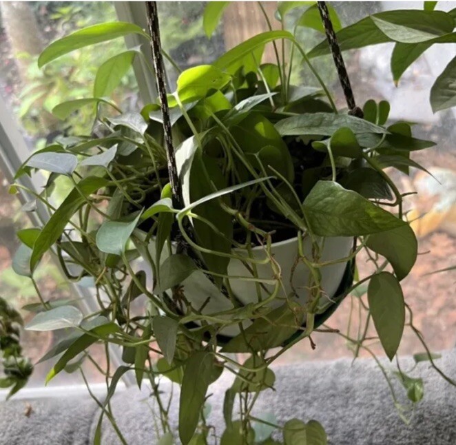 Lot of 3 Golden, Cebu Blue, Global Green Pothos 2 Leaf 2 Nodes UNROOTED CUTTINGS